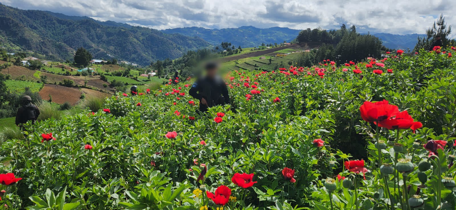 Estado de sitio: Erradicaciones de amapola y marihuana suman más de 3.5 millones de quetzales