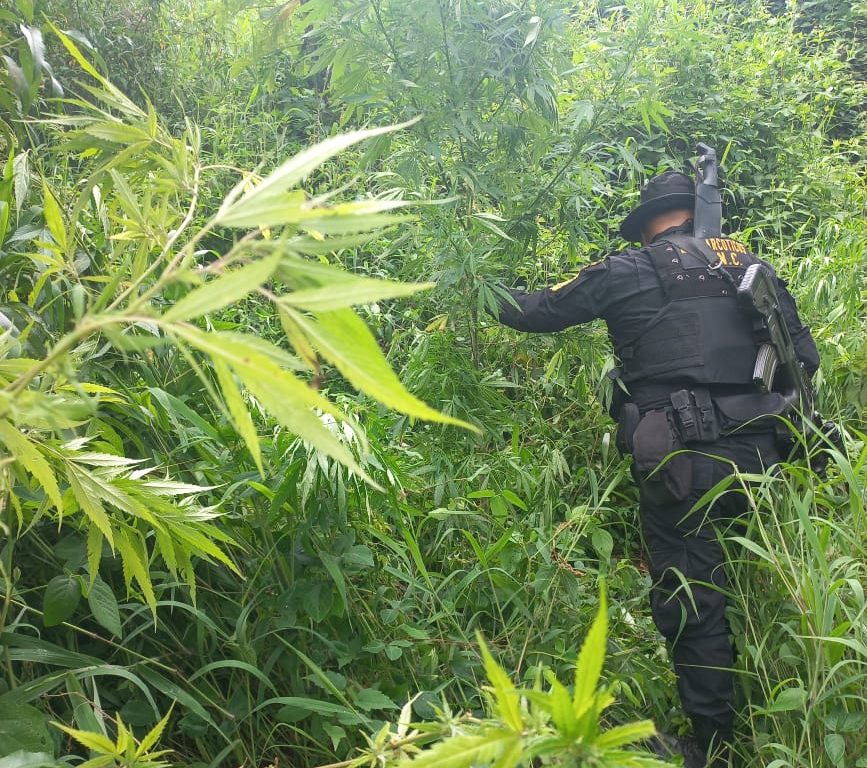 Más de 20 mil matas de marihuana erradicadas en Totonicapán