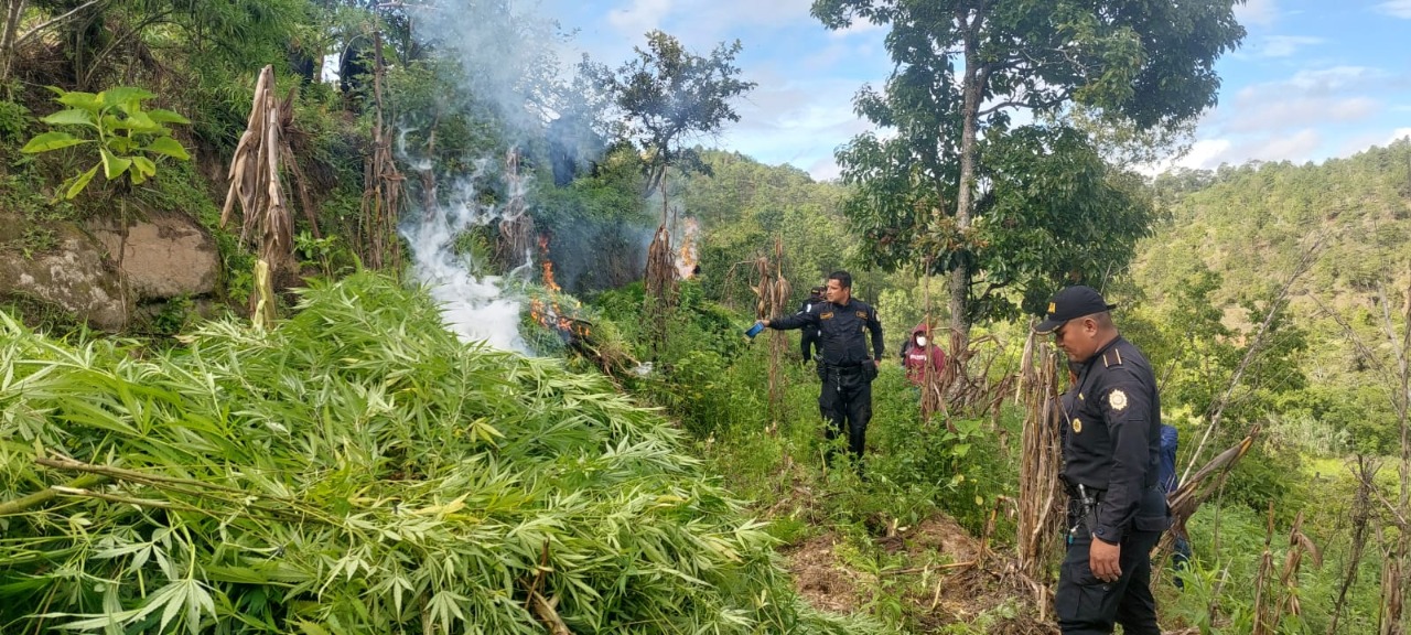 Erradican marihuana valorada en más de 12 millones de quetzales