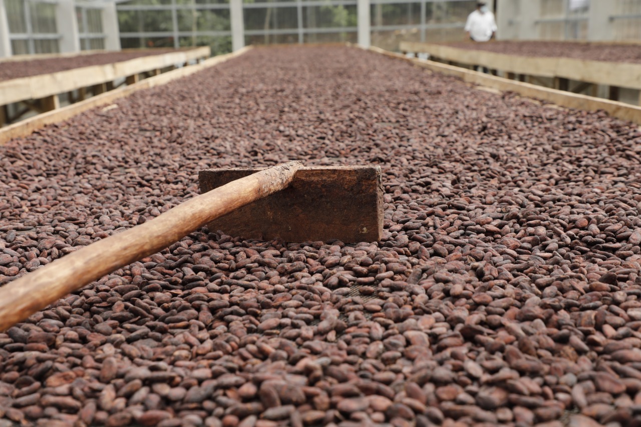 El proyecto que permite impulsar la producción de cacao