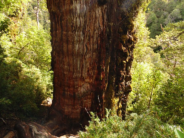 “Gran abuelo”, el árbol chileno que podría ser el más antiguo del mundo