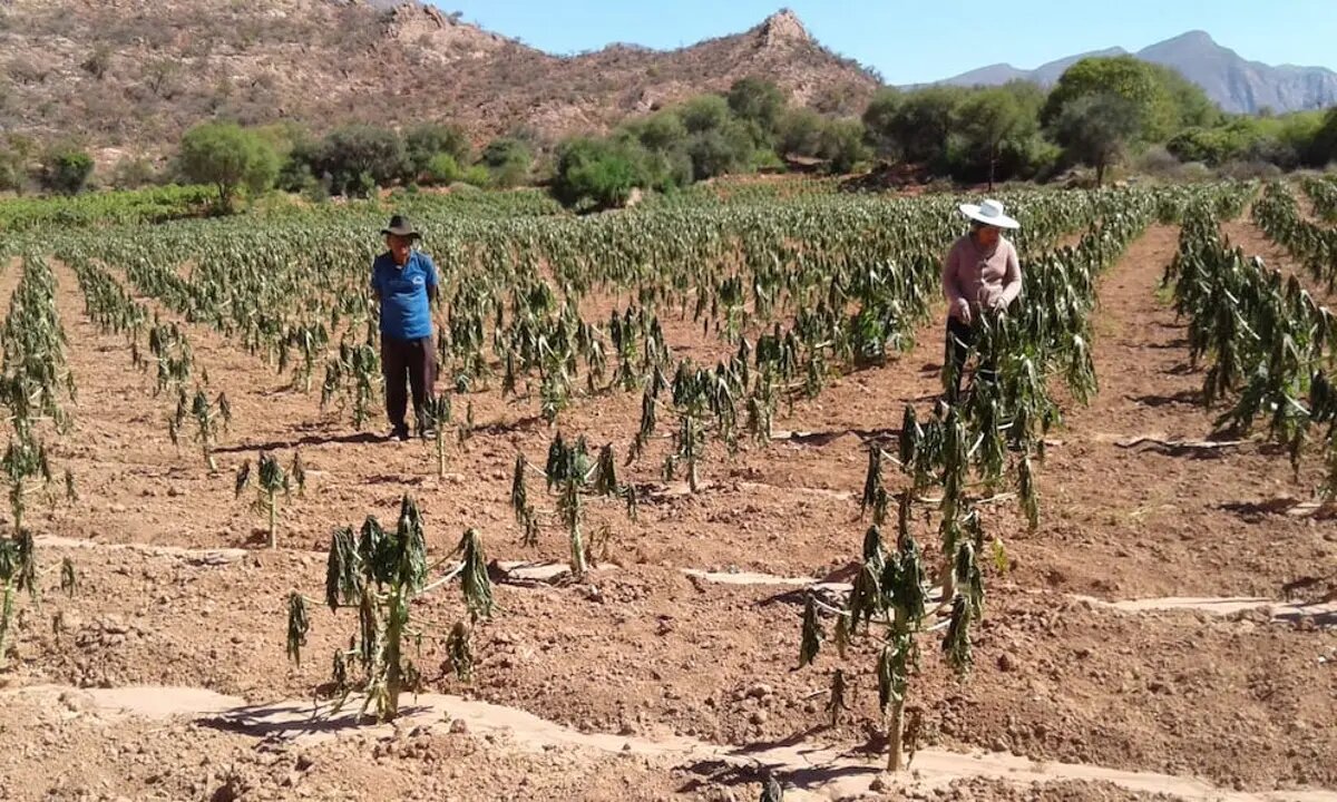 Ecuador destina más de 14 millones de dólares para apoyar a 20 mil agricultores