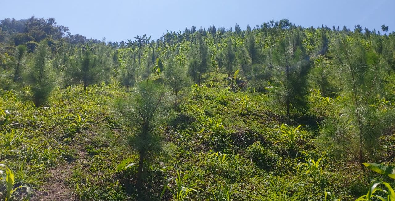 Acciones multisectoriales favorecen protección del medio ambiente en Huehuetenango