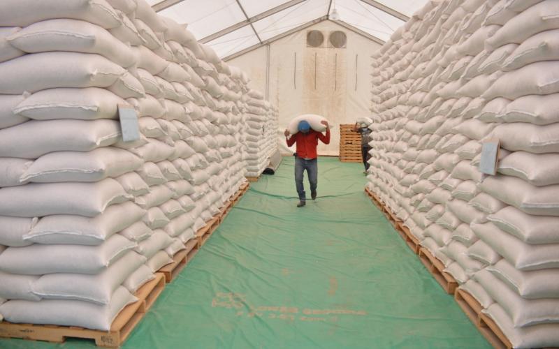 Gobierno adquirirá más de 200 mil toneladas de granos básicos