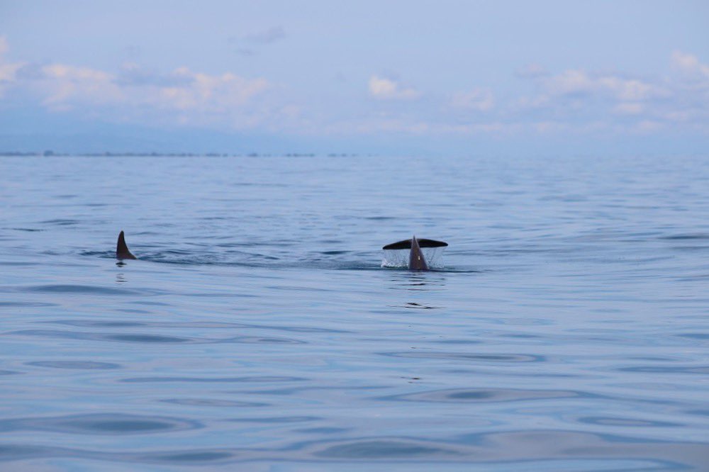 Comparten acciones para la conservación del Arrecife Mesoamericano