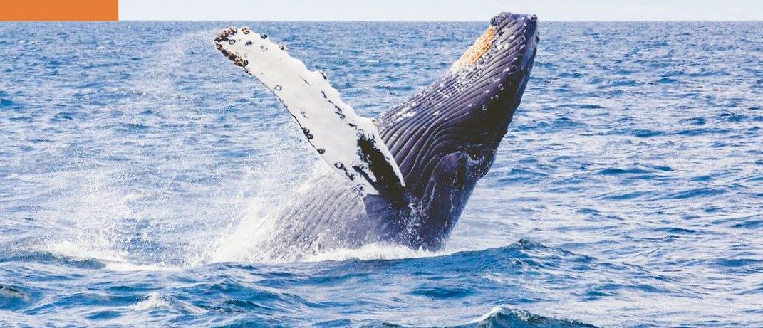 Ballenas jorobadas llegan a mar ecuatorial por amor y por sus crías