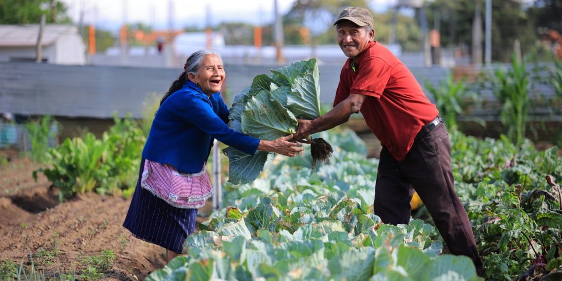 Guatemala ha instalado más de 147 mil huertos familiares en dos años