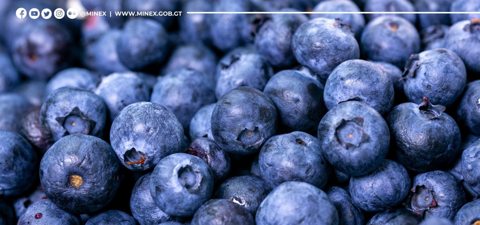 Recuperan exportación de arándanos a mercado canadiense
