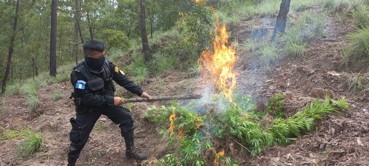Erradican plantaciones de marihuana valoradas en más de 5 millones de quetzales
