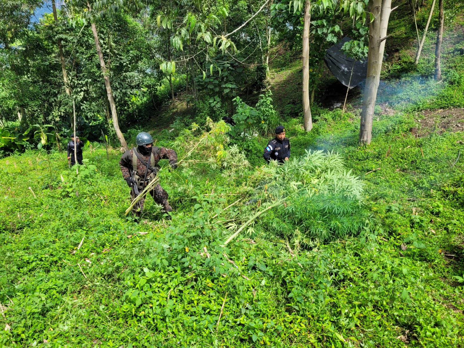 Estado de sitio: Eliminan más de 3 mil 800 matas de marihuana en San Marcos