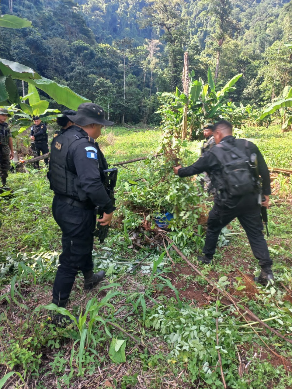 PNC erradica arbustos de coca en Izabal