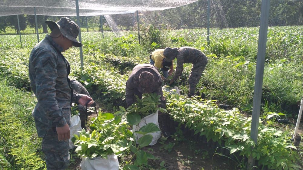 Ejército de Guatemala realiza jornadas de reforestación