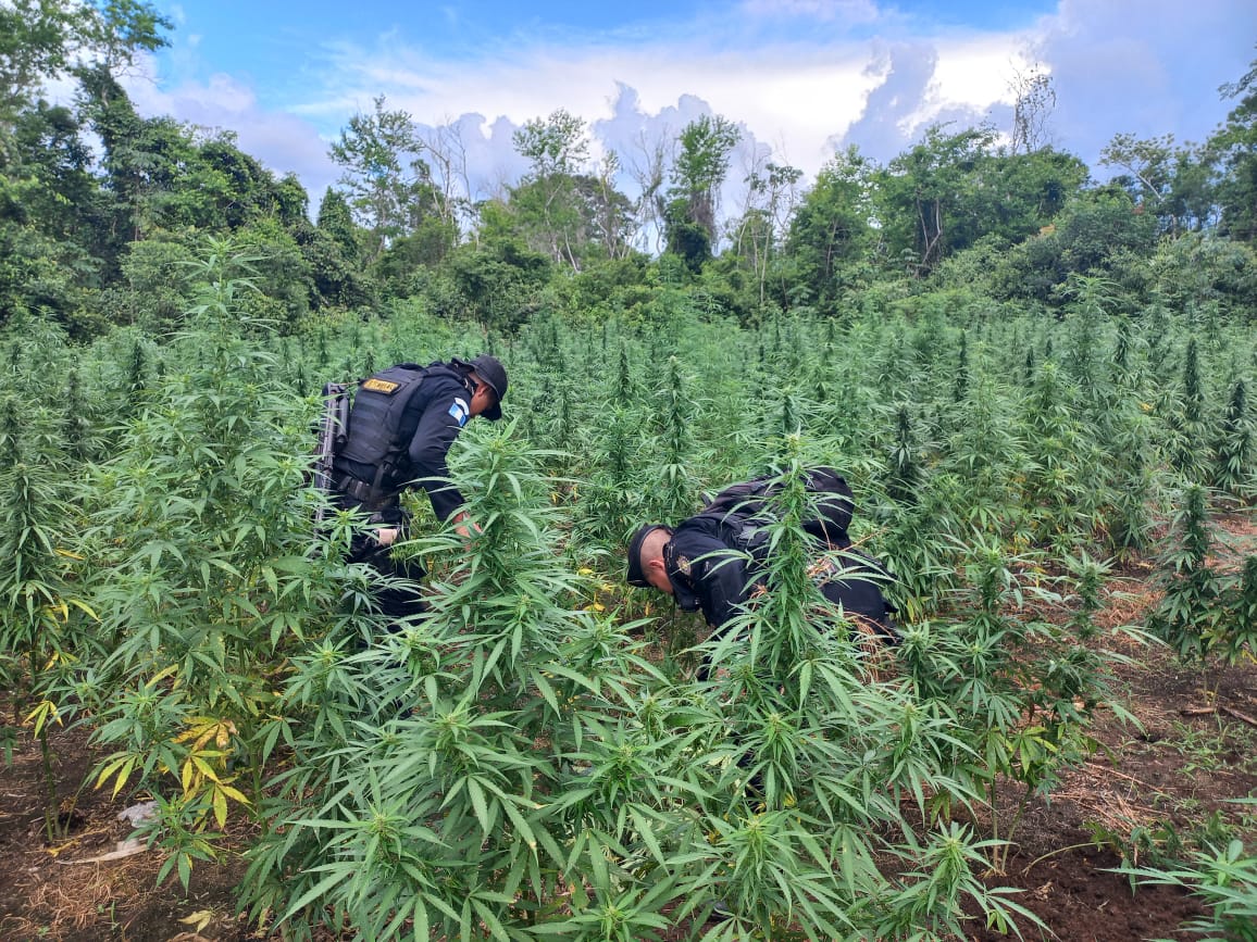 Localizan y erradican matas de marihuana valoradas en 40 millones de quetzales