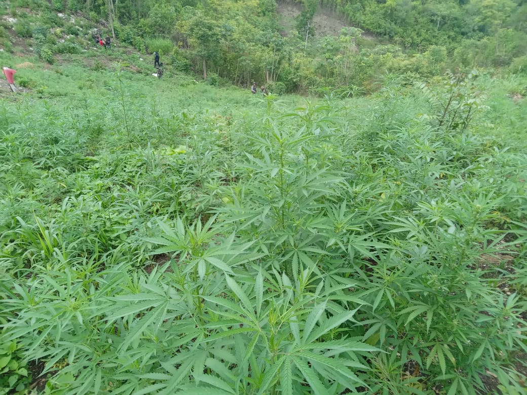 Erradican marihuana valorada en más de medio millón de quetzales