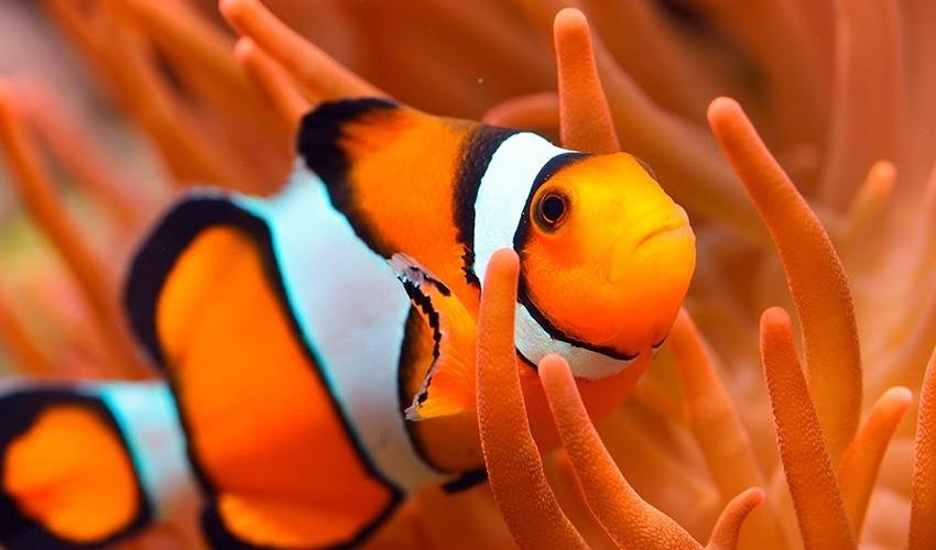 Peces payaso adecúan su tamaño a la anémona con la que viven