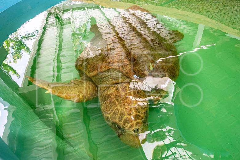 Inauguran un hospital para tortugas marinas en el Zoológico de Miami