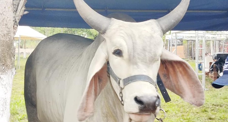 Petén prepara segundo tianguis ganadero