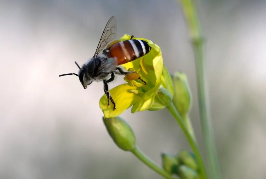 Descubren el mecanismo que regenera las alas de los insectos cuando se dañan