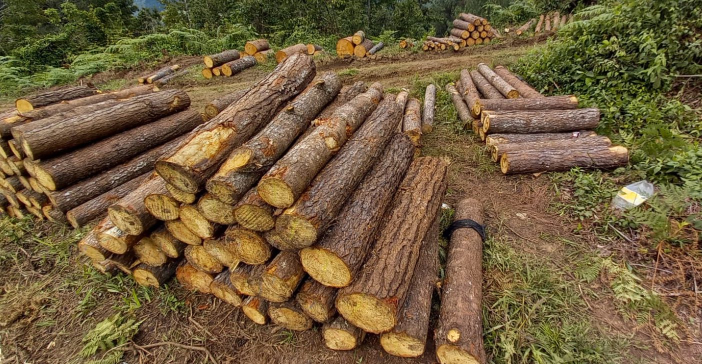 Inab y Municipalidad de Tactic firman convenio para aprovechamiento forestal sostenible