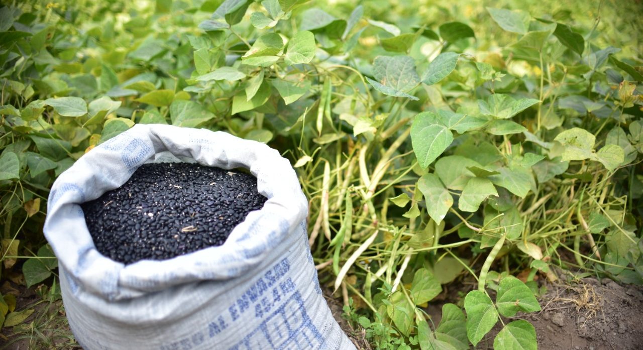 MAGA impulsa la producción de frijol ICTA Ligero en Jutiapa