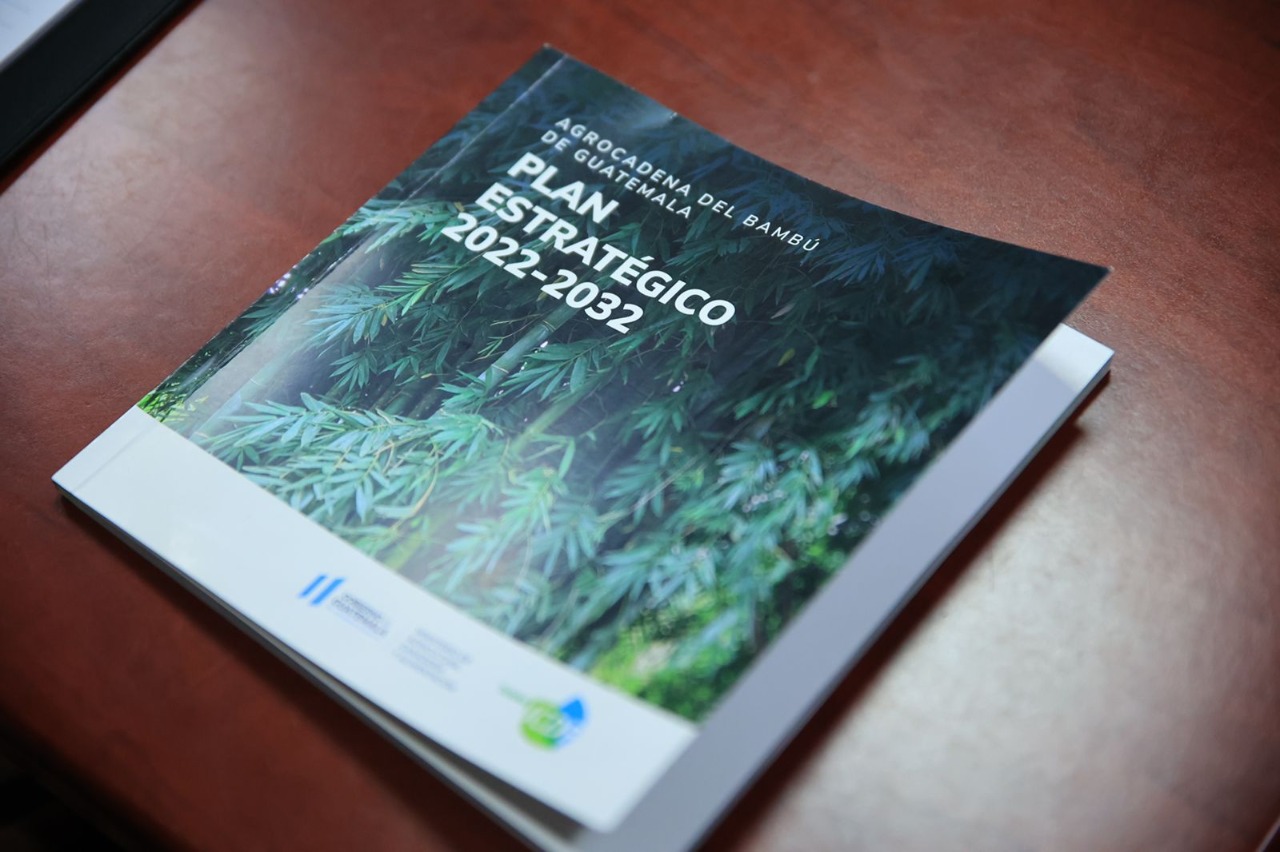 Le apuestan a fortalecimiento de agrocadena de bambú