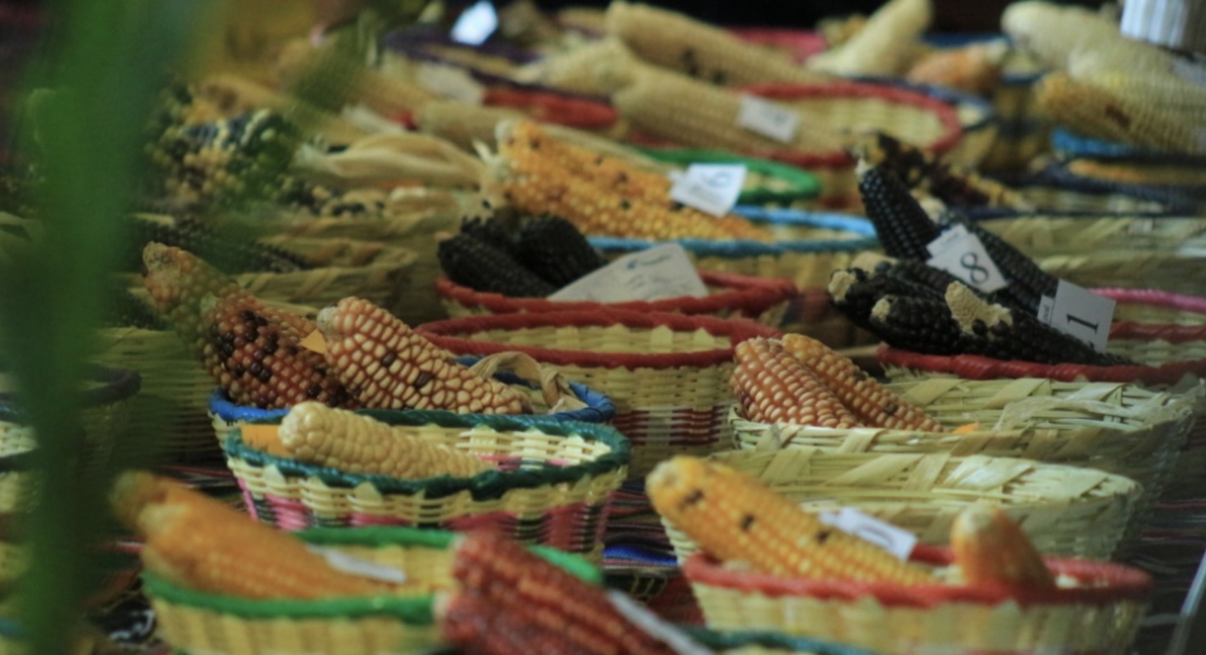 Guatemala celebra al maíz, patrimonio natural y cultural de la nación