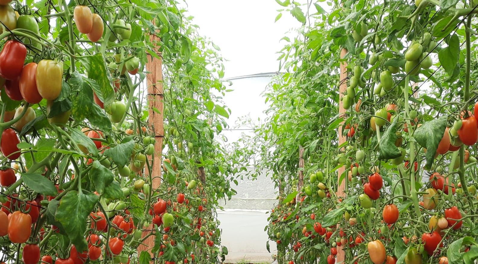 Macrotúneles refuerzan la producción de alimentos en Malacatancito