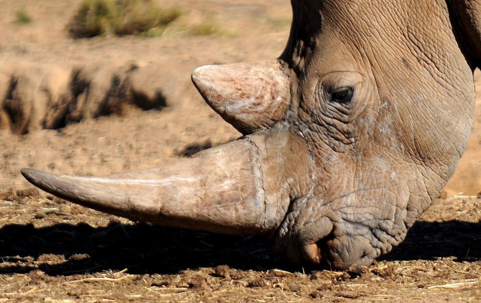 Caza de rinocerontes por sus cuernos disminuye, pero especie sigue en peligro