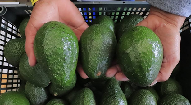 Productores de aguacate fortalecen estrategias comerciales