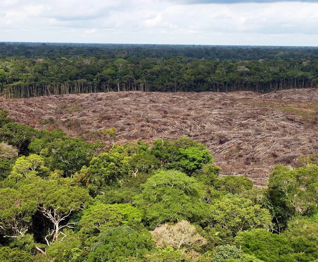 Deforestación en Brasil se aceleró en últimas cuatro décadas, según estudio