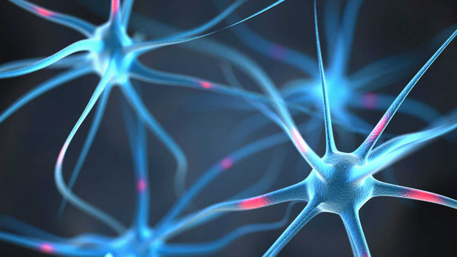 Activar la formación de neuronas restaura la memoria en ratones con alzhéimer