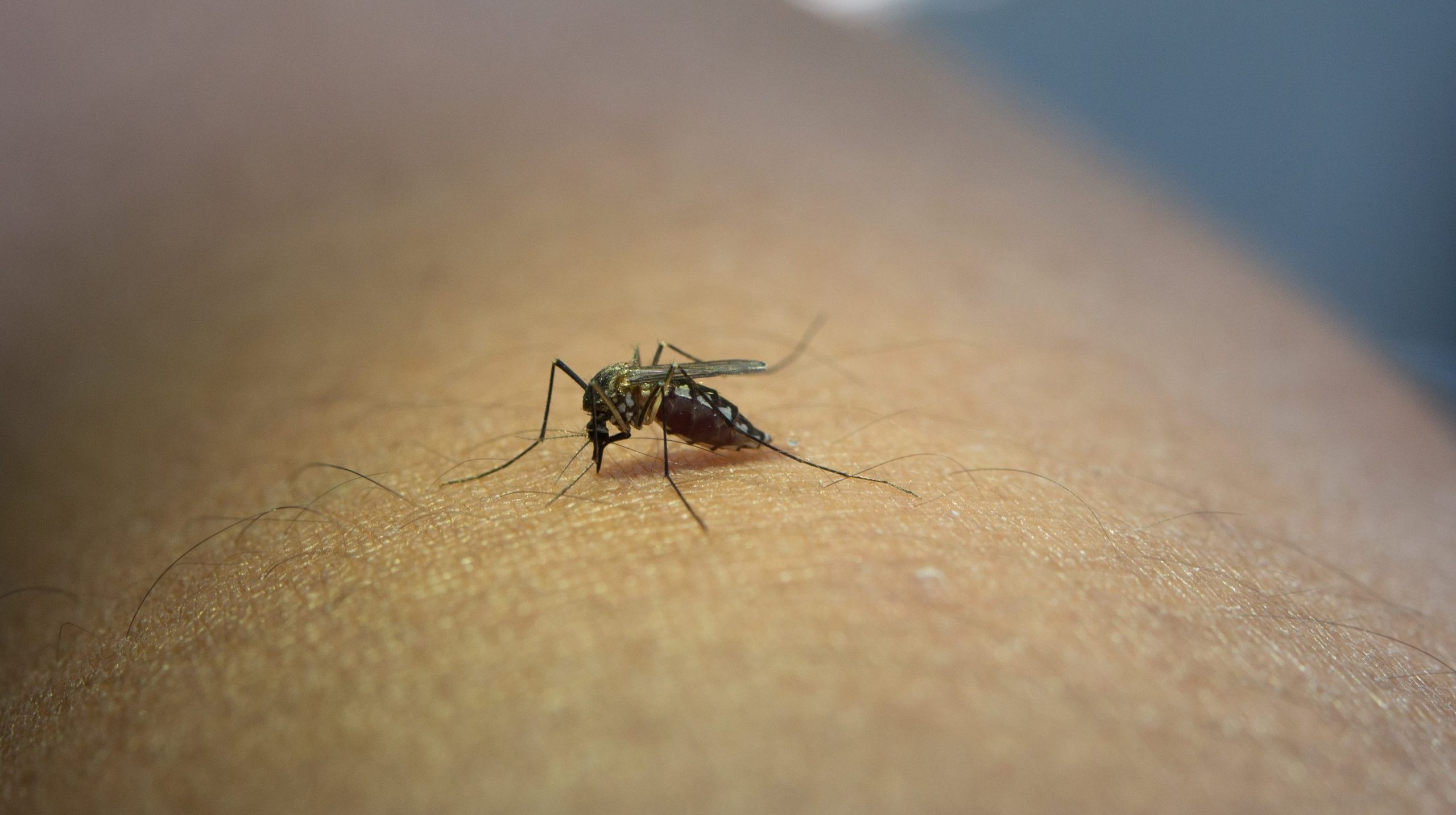 Emiten recomendaciones para evitar contagios de dengue