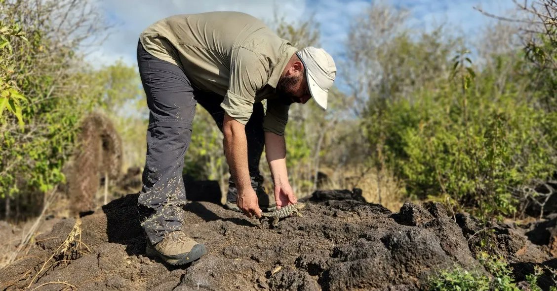 Nacen iguanas terrestres en isla de Galápagos después de casi dos siglos