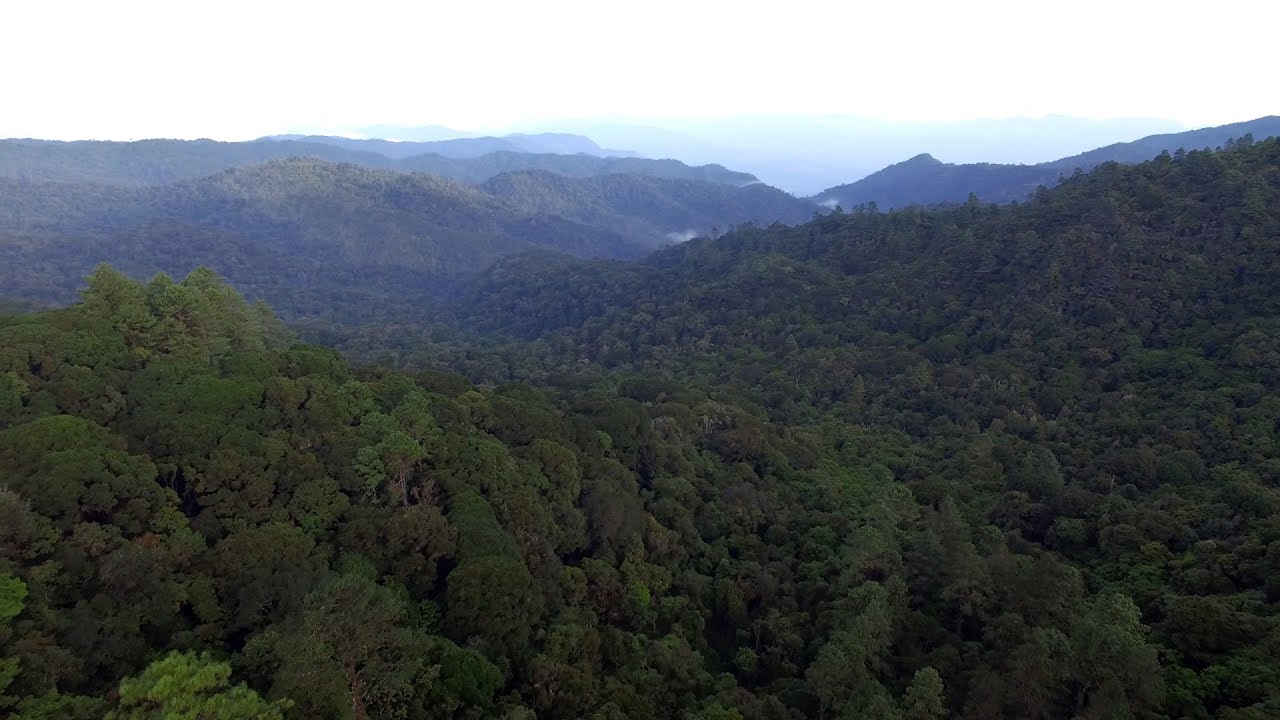 Alianza multisectorial fortalece protección de la biodiversidad de Baja Verapaz