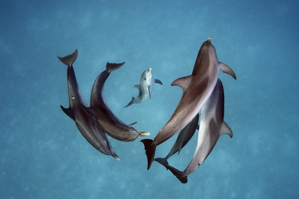 Delfines crean grandes alianzas como los humanos, según estudio