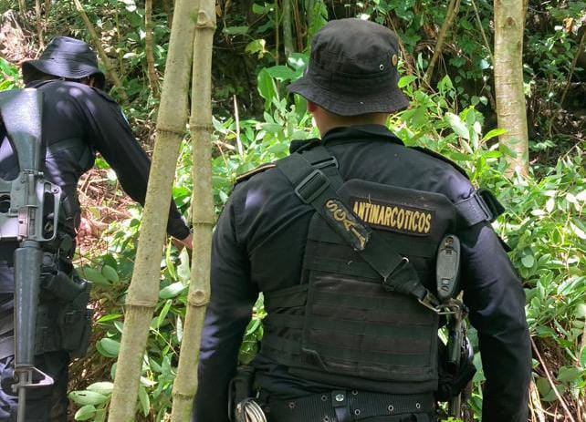 Erradican más de 10 mil arbustos de coca en Izabal