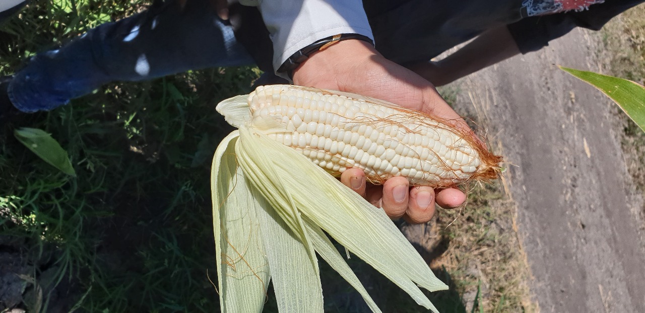 Reiteran compromiso por incentivar producción de maíz