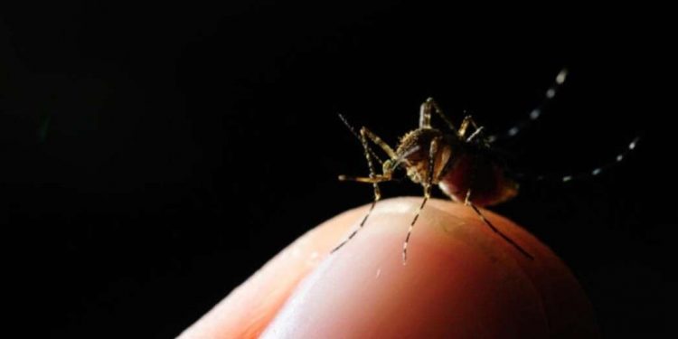 dengue