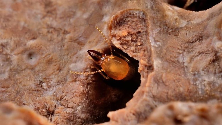 Termitas pueden ser importantes para el ciclo del carbono