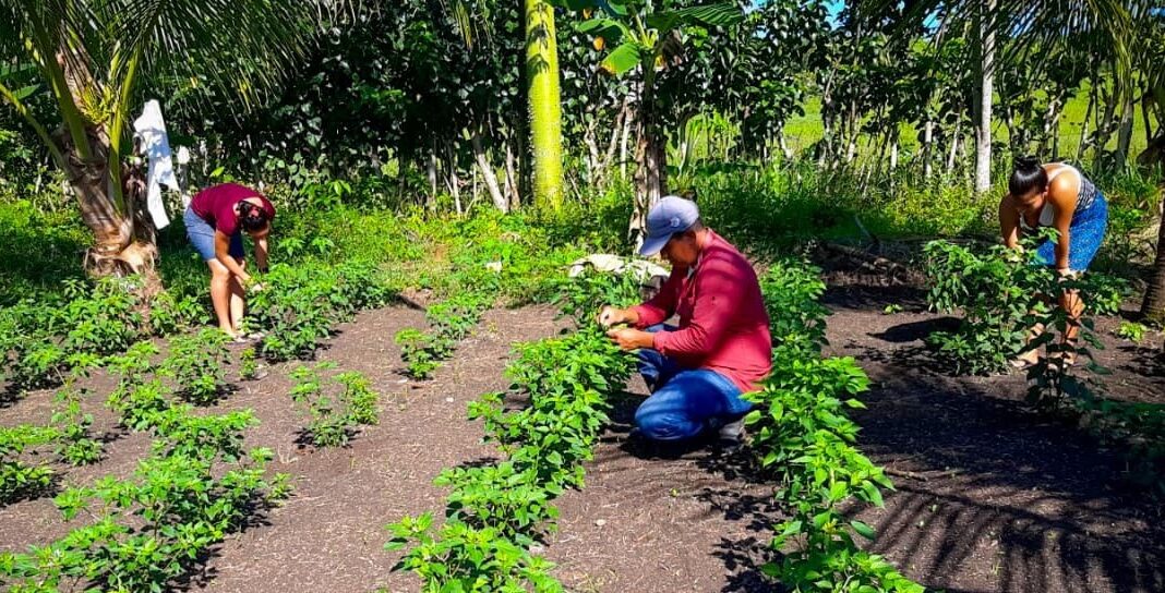 Mineduc busca establecer escuelas técnicas de campo en Joyabaj