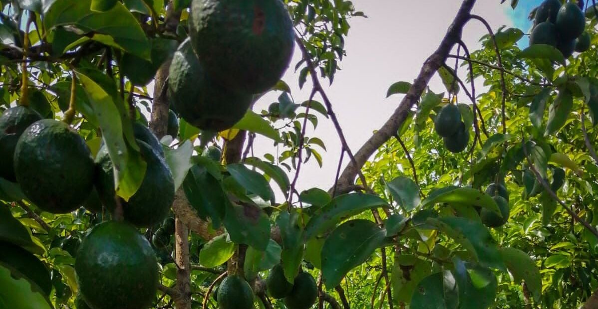 MAGA asesora a productores de aguacate booth 8 en Petén