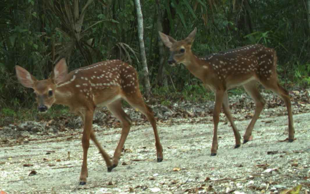 Cámaras trampa apoyan en la conservación de especies