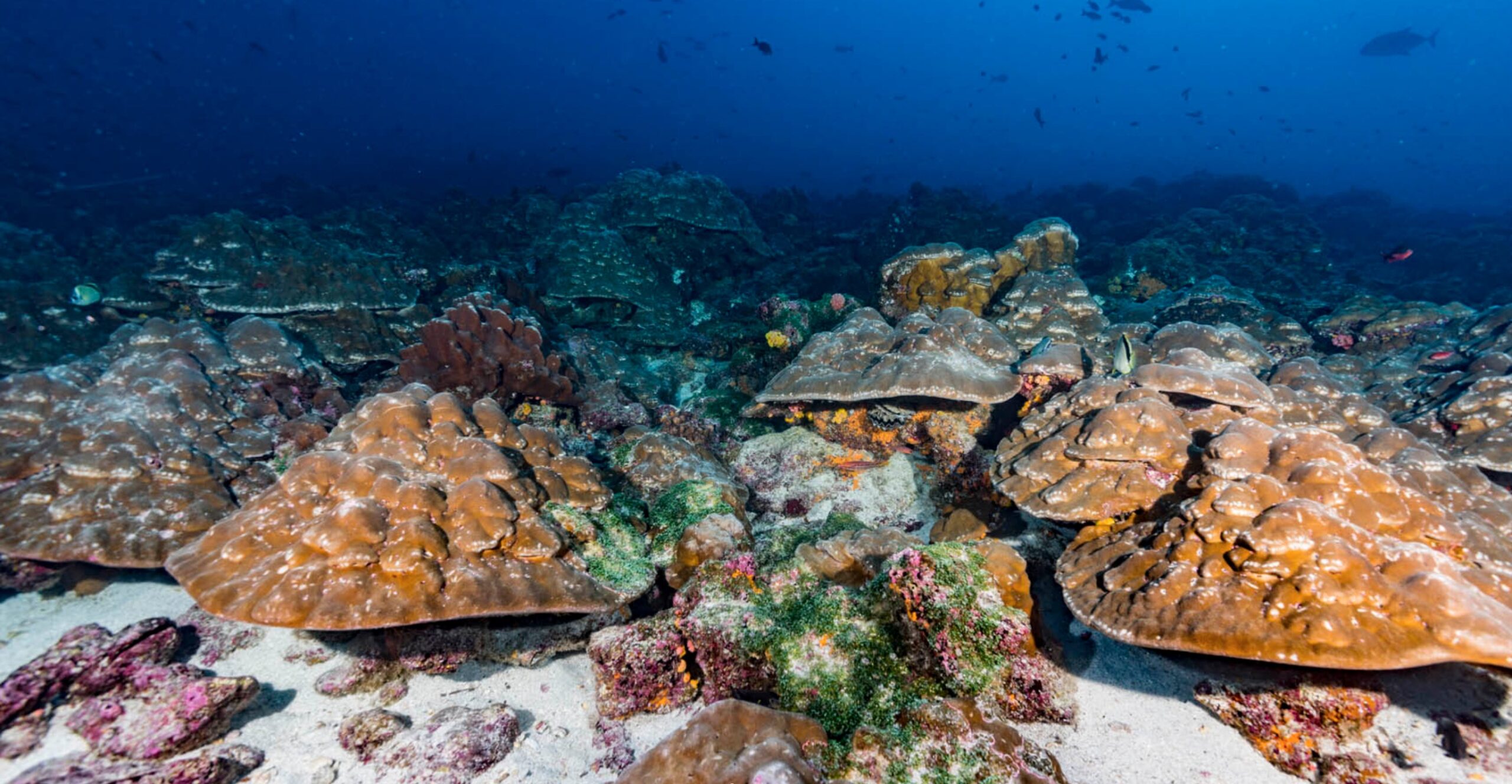 Proyecto de siembra de corales busca restaurar ecosistemas en islas Galápagos