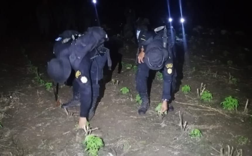 Erradican matas de marihuana valoradas en 300 millones de quetzales