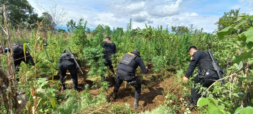 Más de 130 mil matas de marihuana erradicadas en Totonicapán