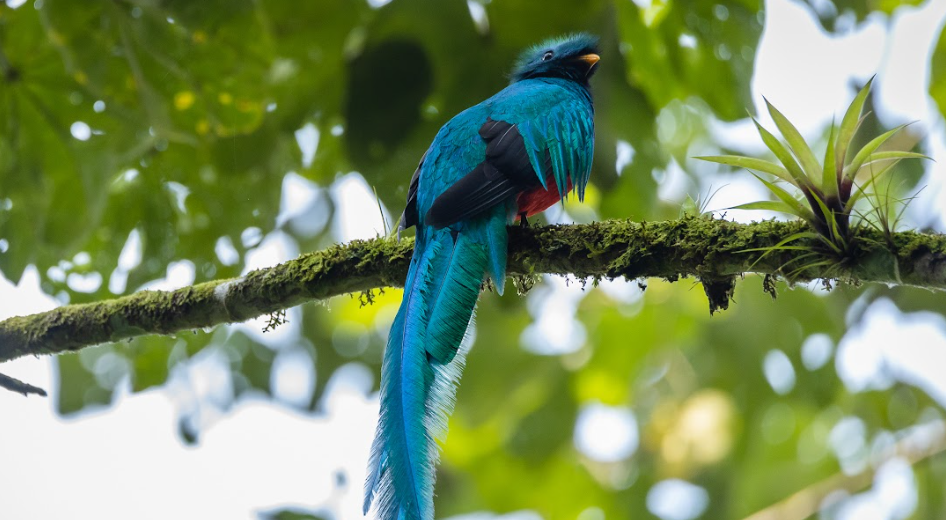 Guatemala celebra el Día del Quetzal