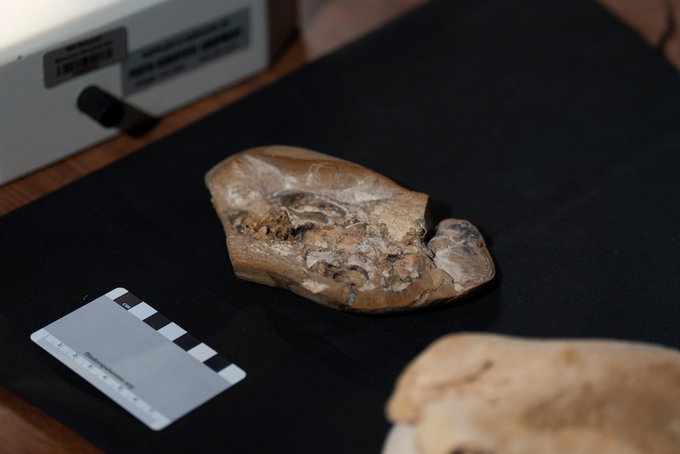 Hallan en Australia el corazón fósil más antiguo: 380 millones de años