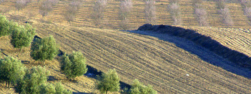 Temperatura del suelo puede predecir la propagación de una plaga
