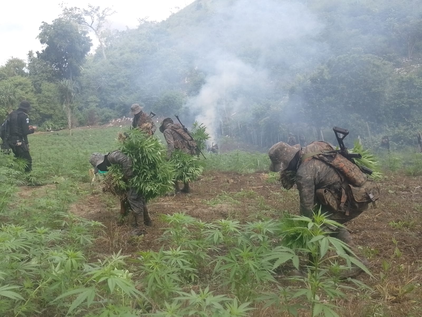 Erradican 168 mil matas de marihuana en Melchor de Mencos, Petén