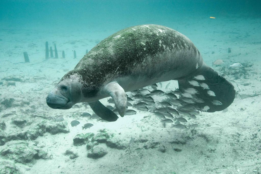 Hoy se conmemora el Día Internacional de la Conservación del Manatí